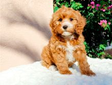 Beautiful Cavapoo Puppies for sale, Text me at: 406-219-1012