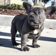 Blue French Bulldog Puppies for sale, Text me at: 406-219-1012