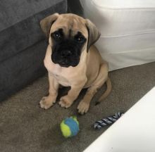 Bullmastiff Puppies for sale, Text me at: 406-219-1012