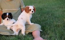 Cavalier King Charles Pups For Sale.-E mail me on ( paulhulk789@gmail.com )