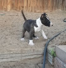 Charming Bull Terrier Puppies for sale, Text me at: 406-219-1012