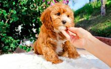 Charming Cavapoo Puppies for sale, Text me at: 406-219-1012