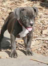CKC American Pit Bull Terrier Puppies, Text me at: 406-219-1012