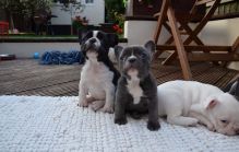 CKC French Bulldog Puppies for sale, Text me at: 406-219-1012
