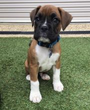 Cute Boxer Puppies for sale, Text me at: 406-219-1012