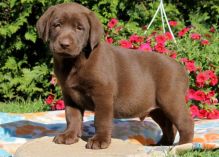 Labrador Retriever Puppies for sale, Text me at: 406-219-1012