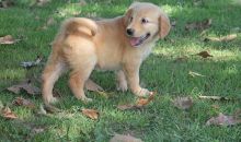 Lovable Golden Retriever Puppies for sale, Text me at: 406-219-1012