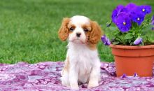 Male & Female Cavalier King Charles Spaniel Puppies, Text me at: 406-219-1012