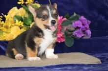 Pembroke Welsh Corgi Pups Ready Now- E-mail-on ( paulhulk789@gmail.com )