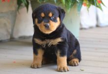 Playful Rottweiler Puppies for sale, Text me at: 406-219-1012
