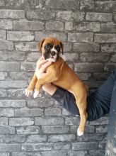 Smart Boxer Puppies for sale, Text me at: 406-219-1012