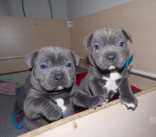 Staffordshire bull terrier Puppies For Sale-E mail me on ( paulhulk789@gmail.com )