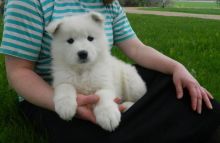 Super Adorable Samoyed Puppies for sale, Text me at: 406-219-1012