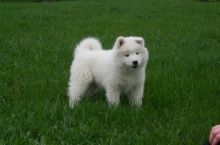 Super Sweet Samoyed Puppies for sale, Text me at: 406-219-1012