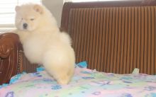 Sweetest Chow Chow Puppies for sale, Text me at: 406-219-1012