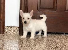 West Highland White Terrier Pups For Sale-E mail me on ( paulhulk789@gmail.com )