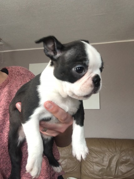 Beautiful Boston Terrier Puppies for sale, Text me at: 406-219-1012 Image eClassifieds4u