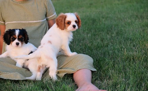 Cavalier King Charles Pups For Sale.-E mail me on ( paulhulk789@gmail.com ) Image eClassifieds4u