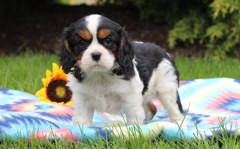 Cute Cavalier King Charles Spaniel Puppies, Text me at: 406-219-1012 Image eClassifieds4u