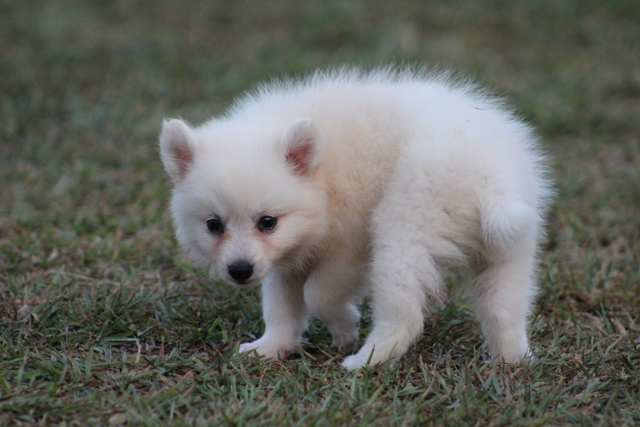 Exceptional American Eskimo Pups Now Ready- E-mail-on ( paulhulk789@gmail.com ) Image eClassifieds4u