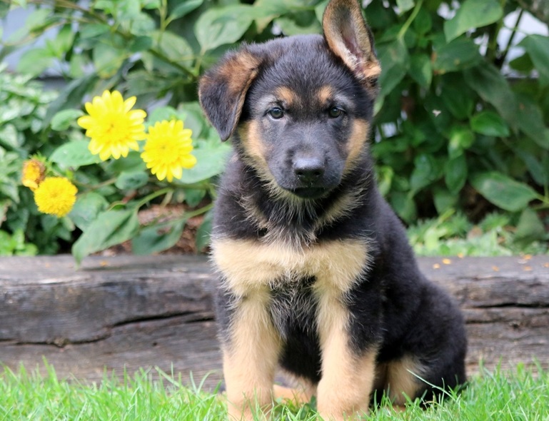 Lovely German Shepherd puppies Puppies for sale, Text me at: 406-219-1012 Image eClassifieds4u