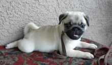 Pug puppies ready now Image eClassifieds4U
