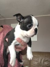 Beautiful Boston Terrier Puppies for sale, Text me at: 406-219-1012 Image eClassifieds4U