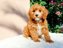 Beautiful Cavapoo Puppies for sale, Text me at: 406-219-1012 Image eClassifieds4U