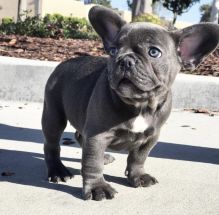 Blue French Bulldog Puppies for sale, Text me at: 406-219-1012 Image eClassifieds4U