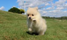 Cream White Pomerian Puppies for sale, Text me at: 406-219-1012 Image eClassifieds4U