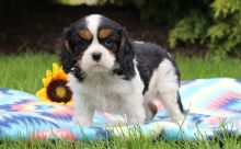 Cute Cavalier King Charles Spaniel Puppies, Text me at: 406-219-1012 Image eClassifieds4U