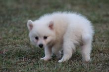 Exceptional American Eskimo Pups Now Ready- E-mail-on ( paulhulk789@gmail.com ) Image eClassifieds4U