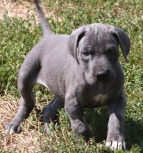 Great Dane Puppies For Sale-E mail me on ( paulhulk789@gmail.com ) Image eClassifieds4U