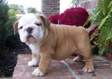 Healthy English Bulldog Puppies for sale, Text me at: 406-219-1012 Image eClassifieds4U