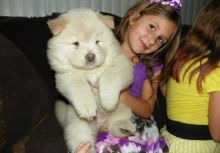 Home Raised Chow Chow Puppies For Sale- E-mail-on ( paulhulk789@gmail.com ) Image eClassifieds4U