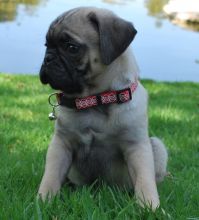 Pug Puppies for sale, Text me at: 406-219-1012 Image eClassifieds4u 2