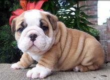 Registered English Bulldog puppies, Text me at: 406-219-1012 Image eClassifieds4U