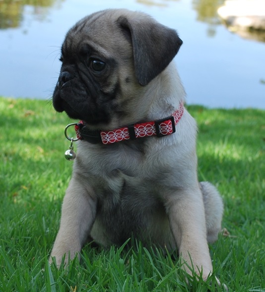 Pug Puppies for sale, Text me at: 406-219-1012 Image eClassifieds4u