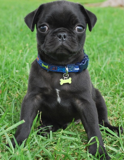 Pug Puppies for sale, Text me at: 406-219-1012 Image eClassifieds4u