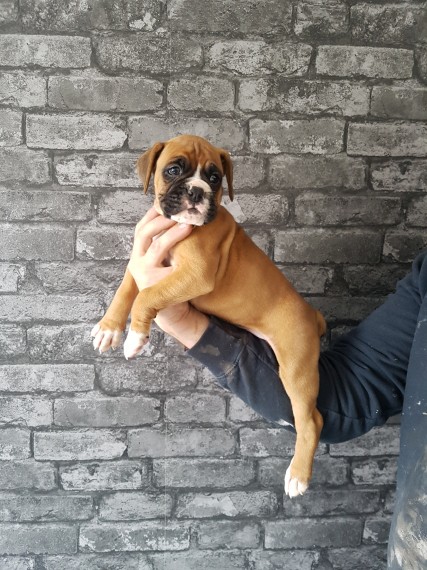 Smart Boxer Puppies for sale, Text me at: 406-219-1012 Image eClassifieds4u