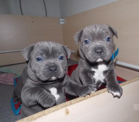 Staffordshire bull terrier Puppies For Sale-E mail me on ( paulhulk789@gmail.com ) Image eClassifieds4u