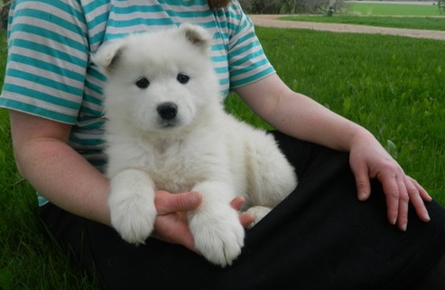 Super Adorable Samoyed Puppies for sale, Text me at: 406-219-1012 Image eClassifieds4u