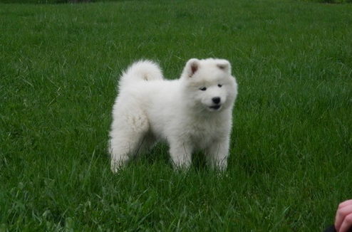 Super Sweet Samoyed Puppies for sale, Text me at: 406-219-1012 Image eClassifieds4u