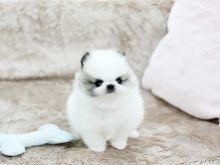 Adorable Tiny Pomeranian Puppies Available contact{dalvinbenson100@gmail.com }or call 716-371-1802