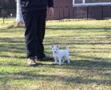 Pomsky puppies available Text::(646) 481-9801