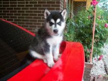 Trained Siberian Husky puppies.contact{dalvinbenson100@gmail.com }or call 716-371-1802