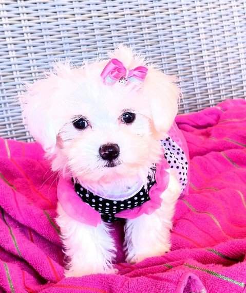 Adorable Tiny Maltese Puppies Available contact{dalvinbenson100@gmail.com }or call 716-371-1802 Image eClassifieds4u