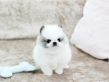 Adorable Tiny Pomeranian Puppies Available contact{dalvinbenson100@gmail.com }or call 716-371-1802 Image eClassifieds4u