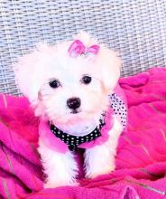 Adorable Tiny Maltese Puppies Available contact{dalvinbenson100@gmail.com }or call 716-371-1802 Image eClassifieds4U