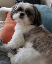 Shih Tzu Puppies Image eClassifieds4u 2